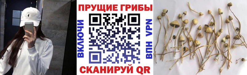 наркота  Морозовск  Галлюциногенные грибы Psilocybine cubensis 